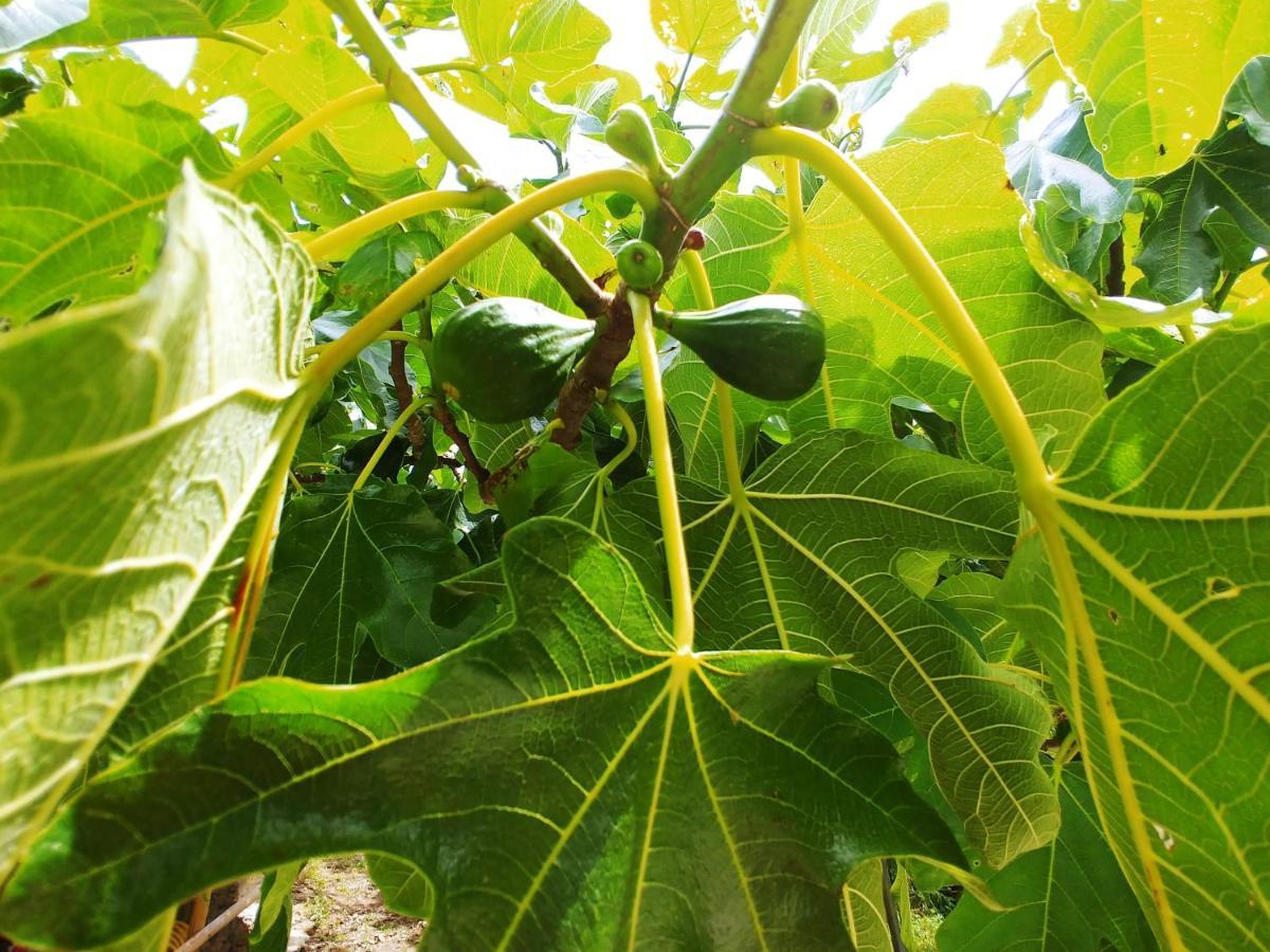 Agricamping Ponteraggio N.1 Hotel Dolceacqua Exterior foto